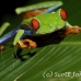 frog_tree_redeyed_tar_h_0617_cos0947.jpg